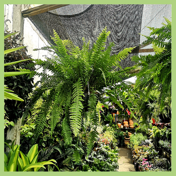 CANASTA HELECHO BOSTON - imagen 2