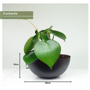 PROMO BOWL  - imagen 3