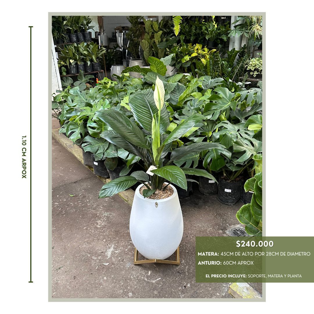 PLANTAS TENDENCIA PARA EL 2025