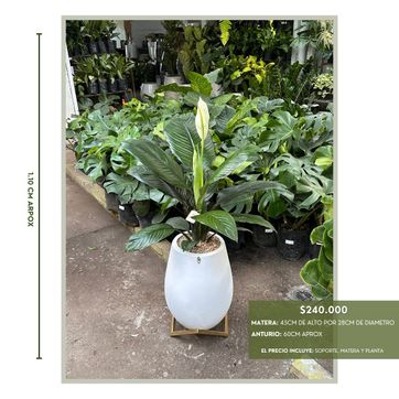 PLANTAS TENDENCIA PARA EL 2025 - imagen 4