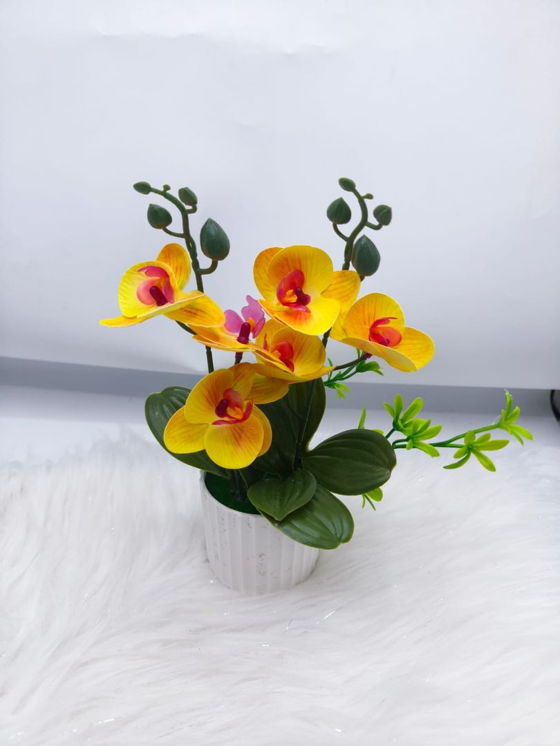 MATER ORQUIDEA JM012