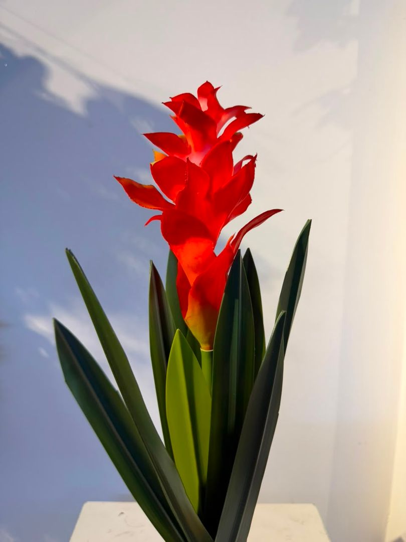 BROMELIA ROJA