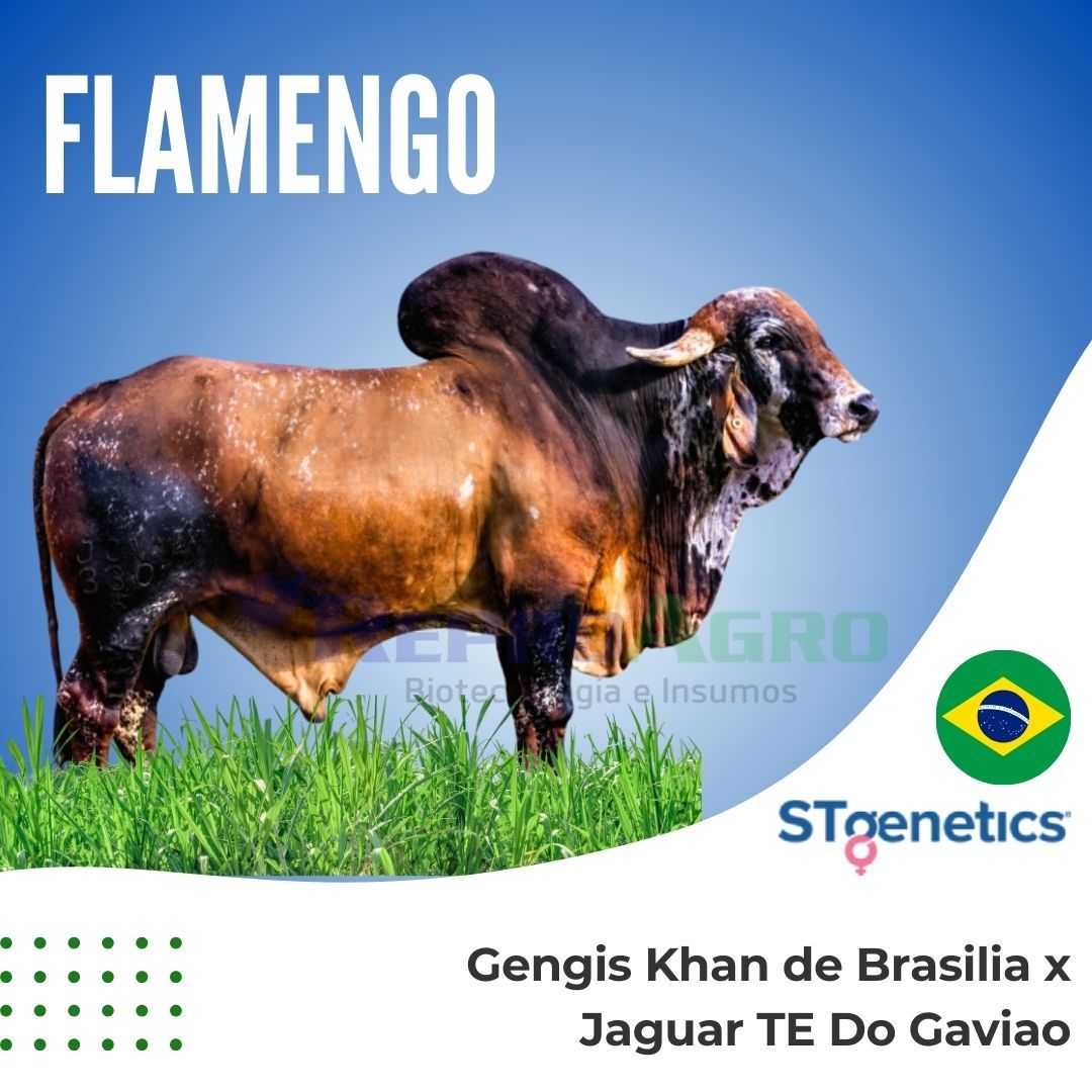 FLAMENGO