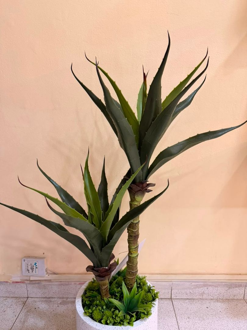PLANTA SABILA X 2