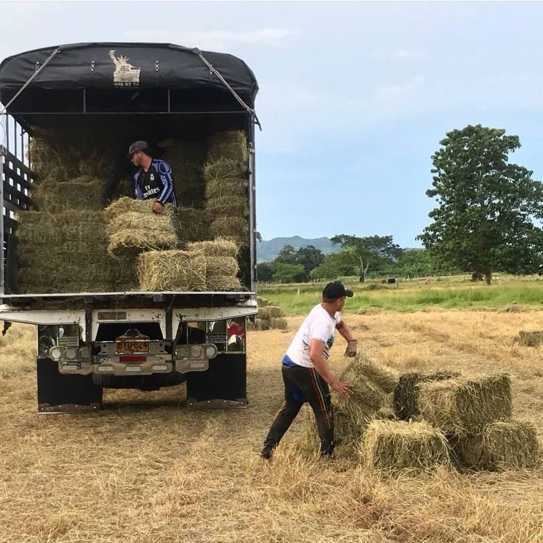 PACA DE HENO ANGLETON FRESCO