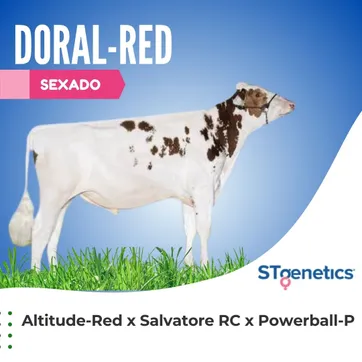 DORAL-RED SEXADO - imagen 1