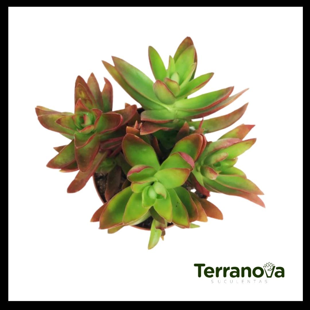 CRASSULA CAPITELLA