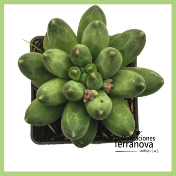 Imagen del producto PACHYPYTUM COMPACTUM