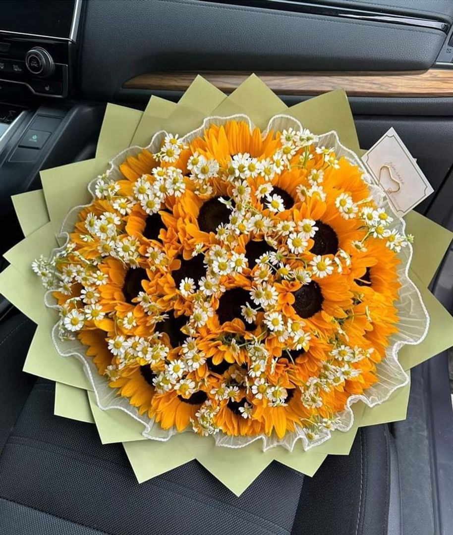 Buchon x24 girasoles