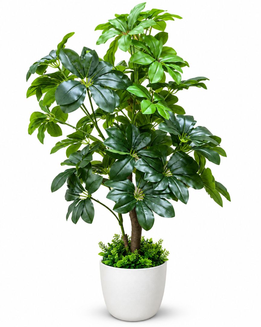 PLANTA CHEFLERA 1.20 METROS