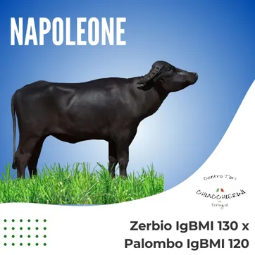 NAPOLEONE - imagen 1