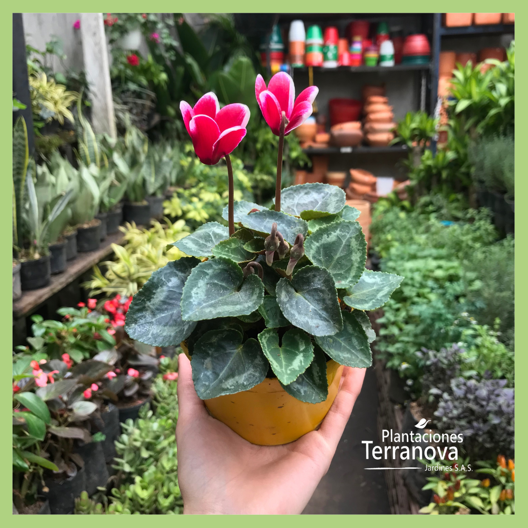 VIOLETA DE LOS ALPES MINI