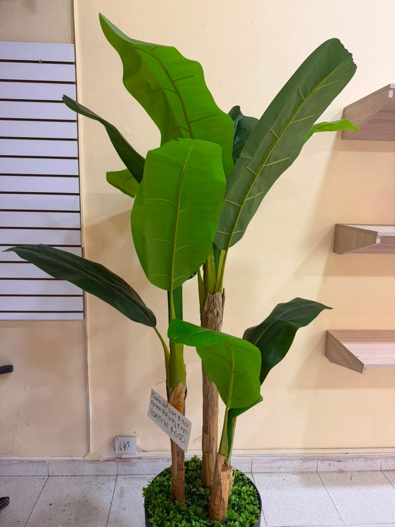 MATA DE PLATANO X 3 VARAS