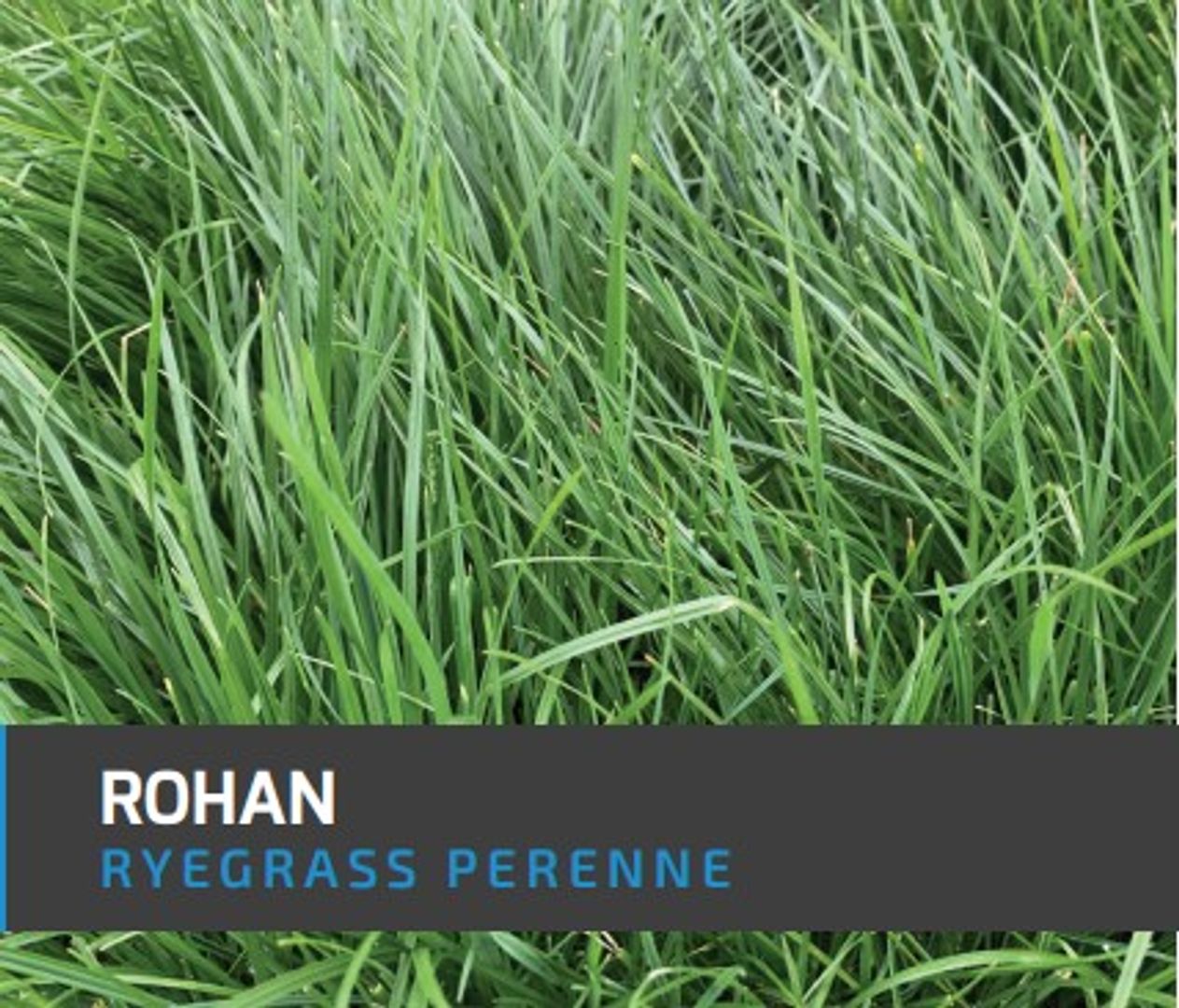 Ryegrass Rohan (Perenne diploide) x Kilo AGOTADO