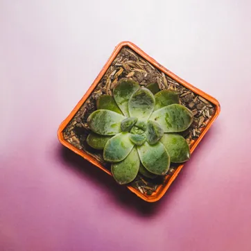 Suculenta - imagen 2