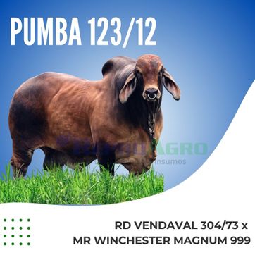 PUMBA 123/12 - imagen 1
