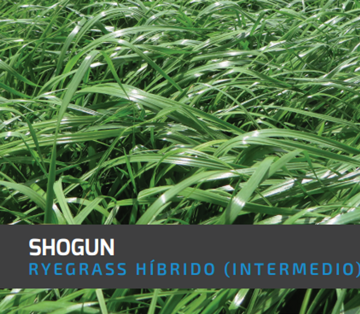 Ryegrass Shogun (Híbrido tetraploide) x Kilo