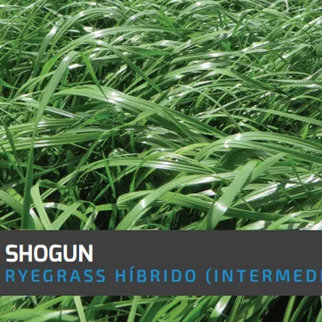 Ryegrass Shogun (Híbrido tetraploide) x Kilo - imagen 1