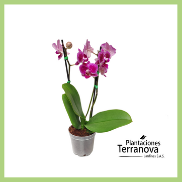 ORQUIDEA MINI - imagen 1