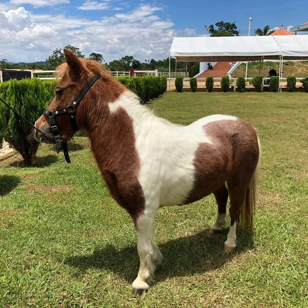 Yeguita minihorse, Nombre Nucita