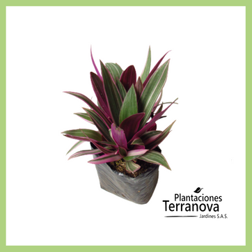 Imagen del producto PANAMEÑA RODEO