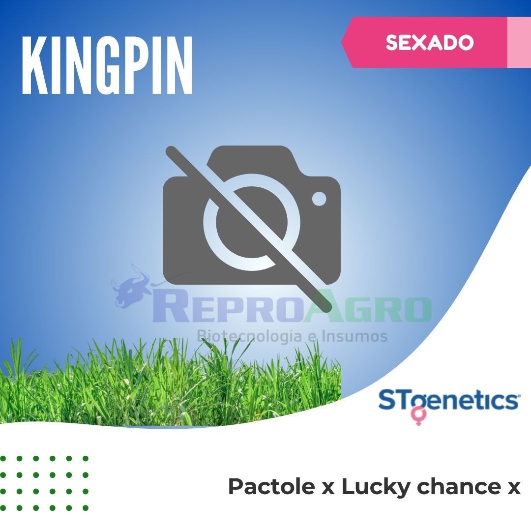 KINGPIN SEXADO