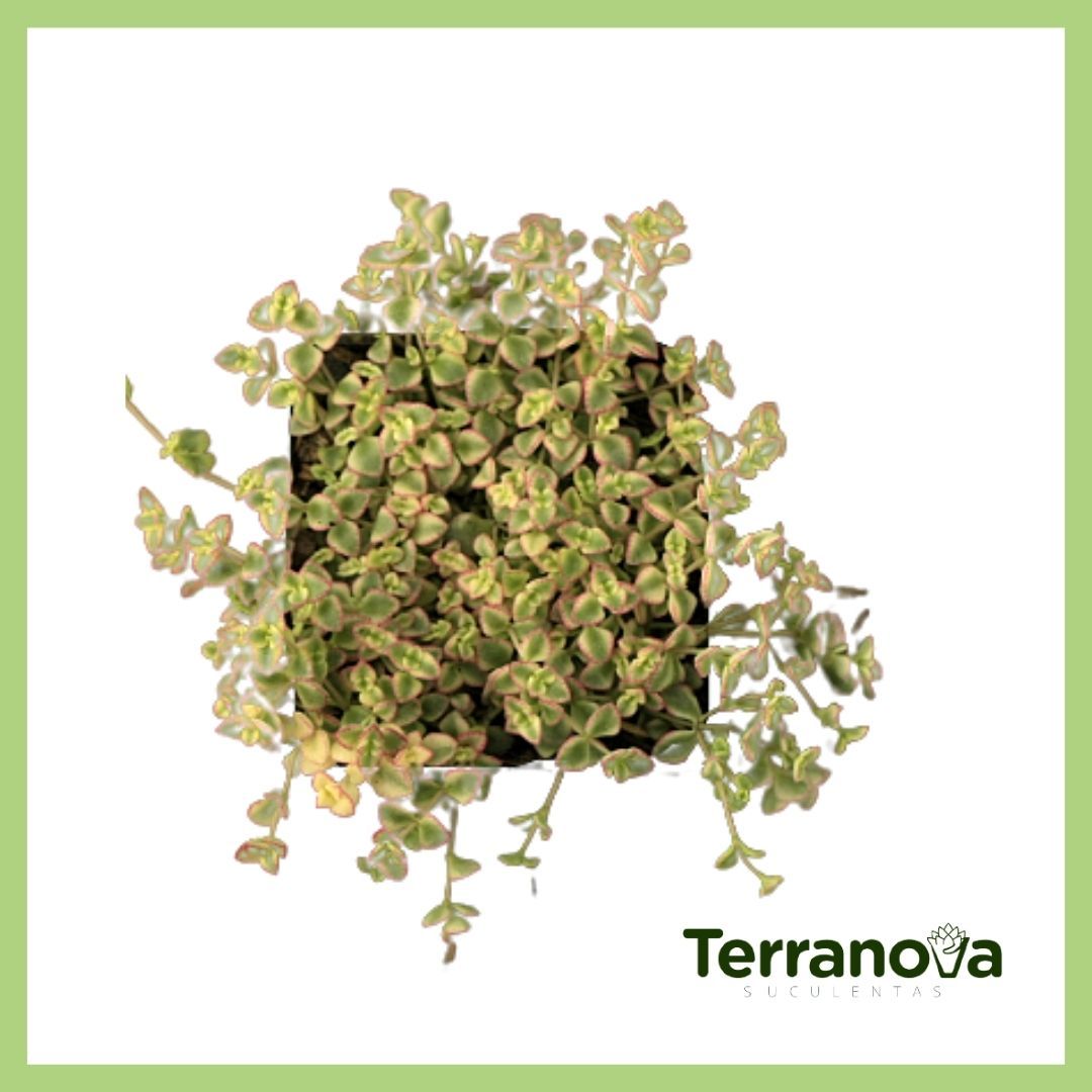 CRASSULA PELLUCIDA VAR MINIMA