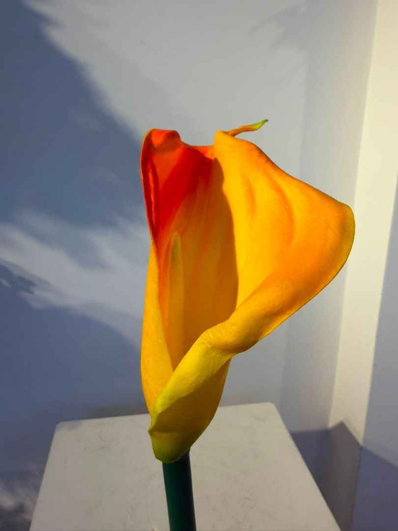 CARTUCHO EN ESPUMADO NARANJA