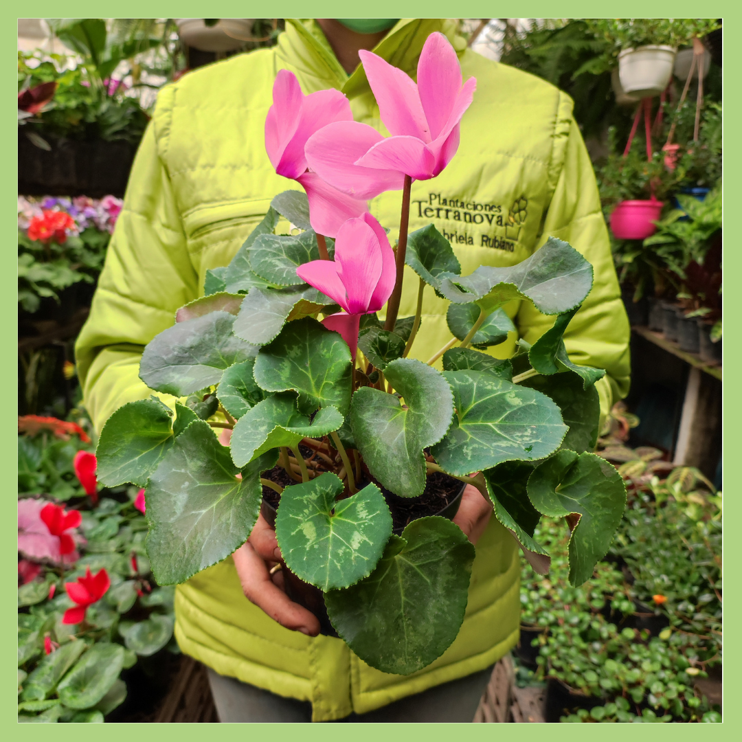 VIOLETA DE LOS ALPES GRANDE