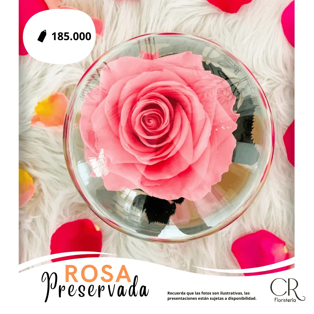 Rosa Preservada