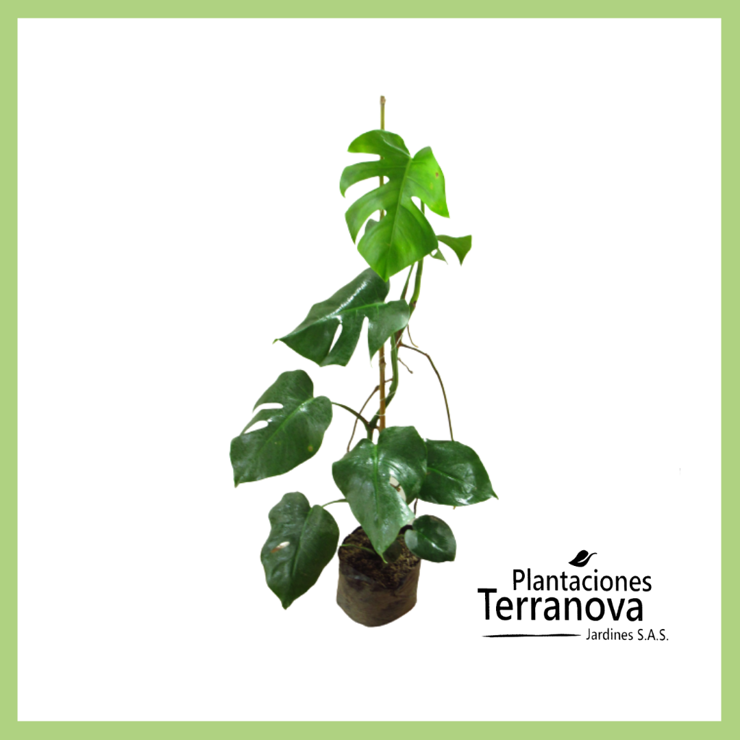 MONSTERA ENREDADERA