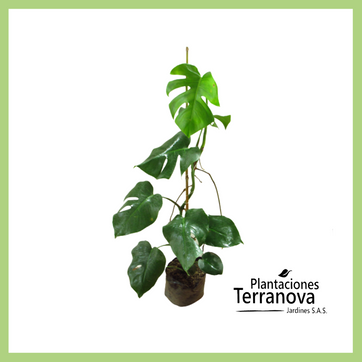 MONSTERA ENREDADERA - imagen 1