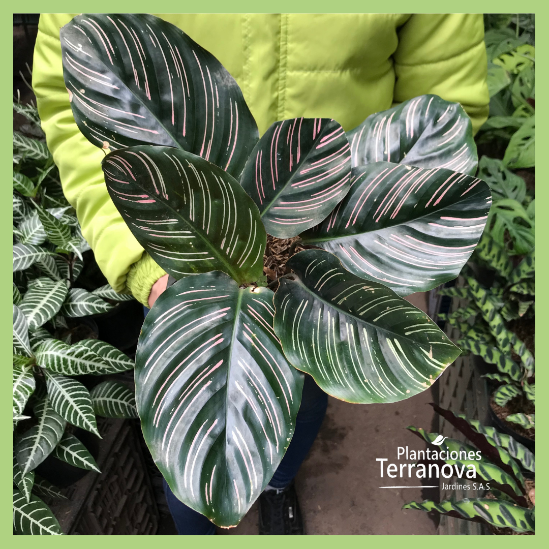 CALATHEA ORNATA