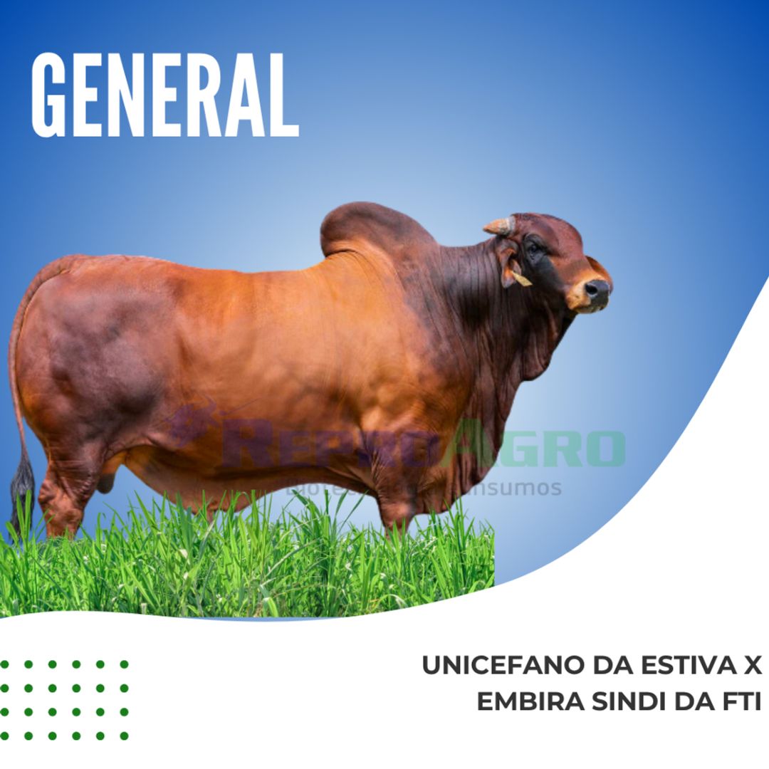 GENERAL