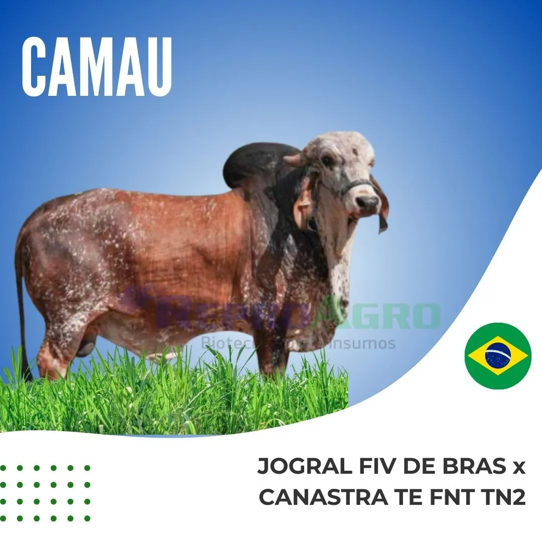 CAMAU