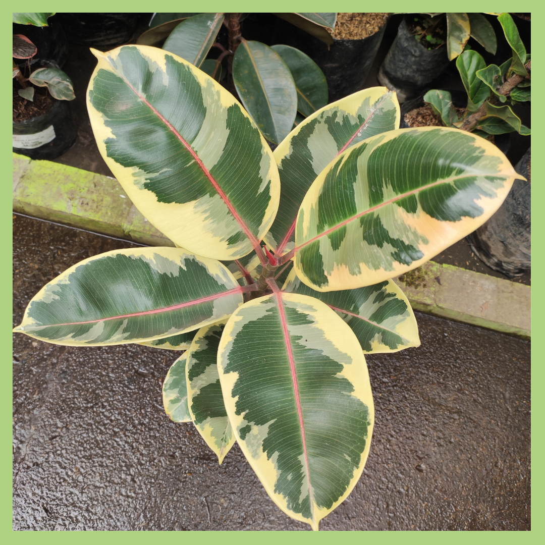 FICUS ELASTICO VARIEGADO 