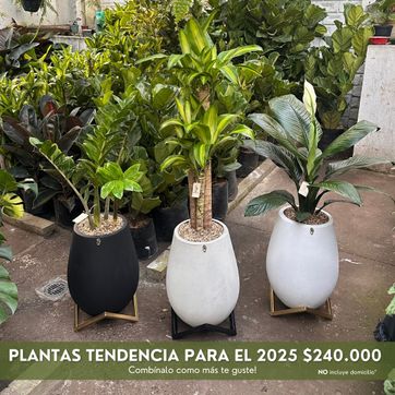 PLANTAS TENDENCIA PARA EL 2025 - imagen 1