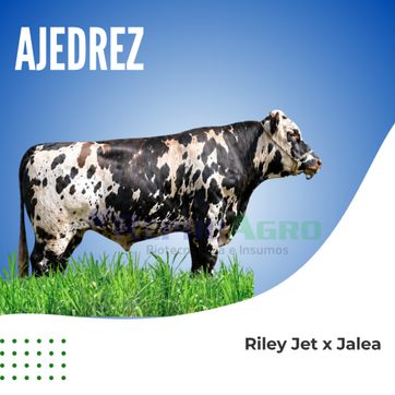 AJEDREZ - imagen 1