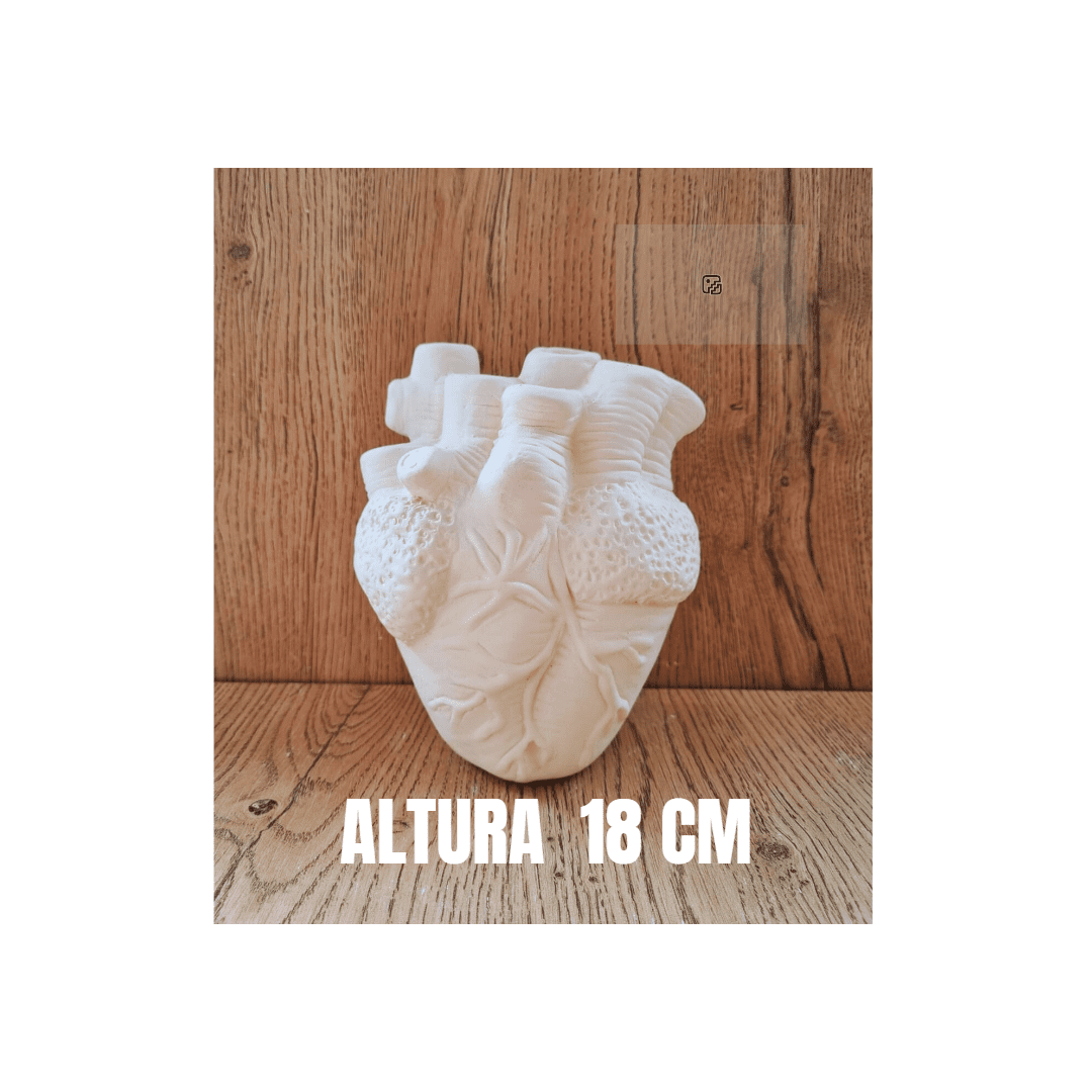 corazon anatomico 