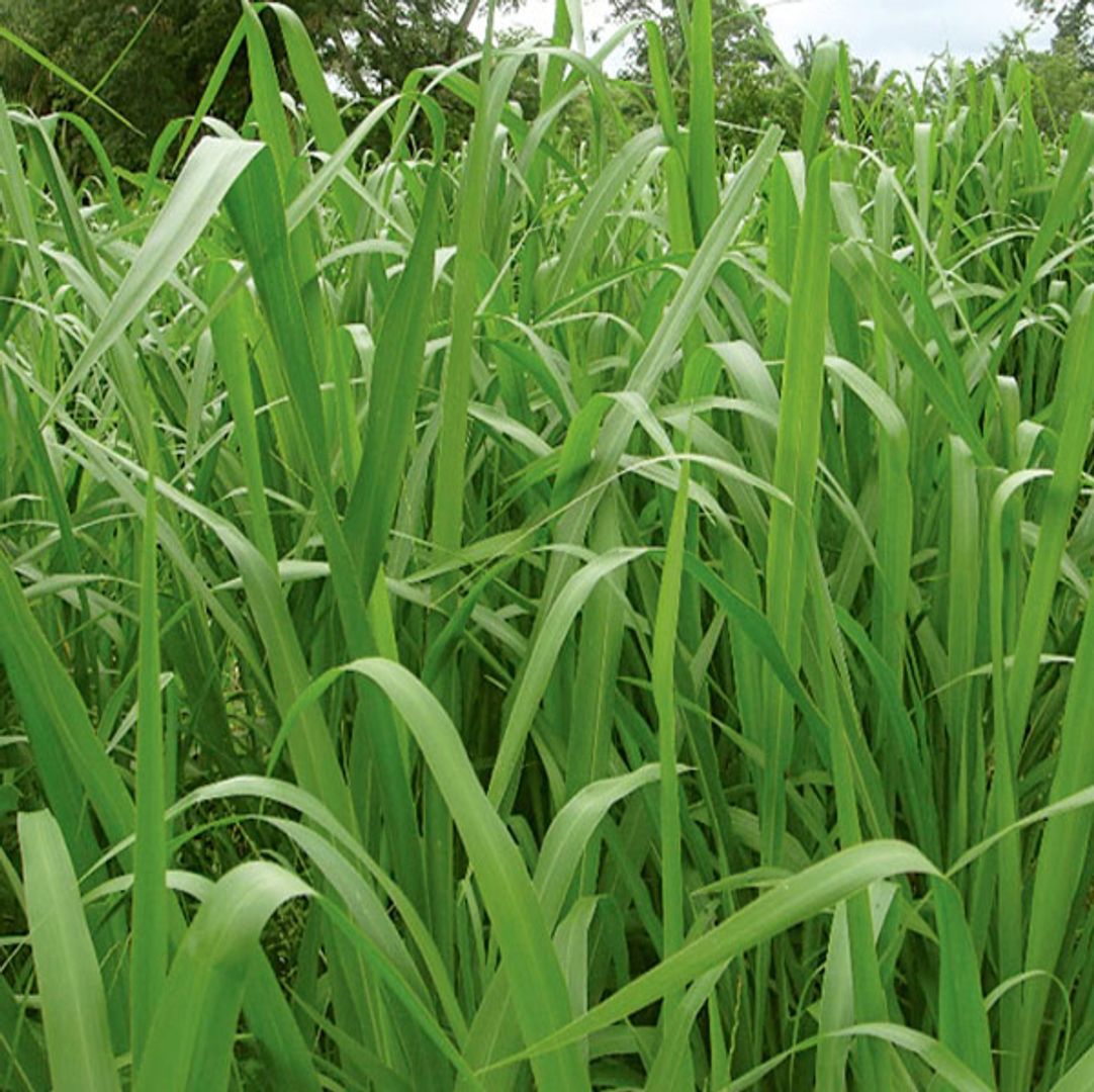 Mombaza Guinea Panicum Maximum x Kilo