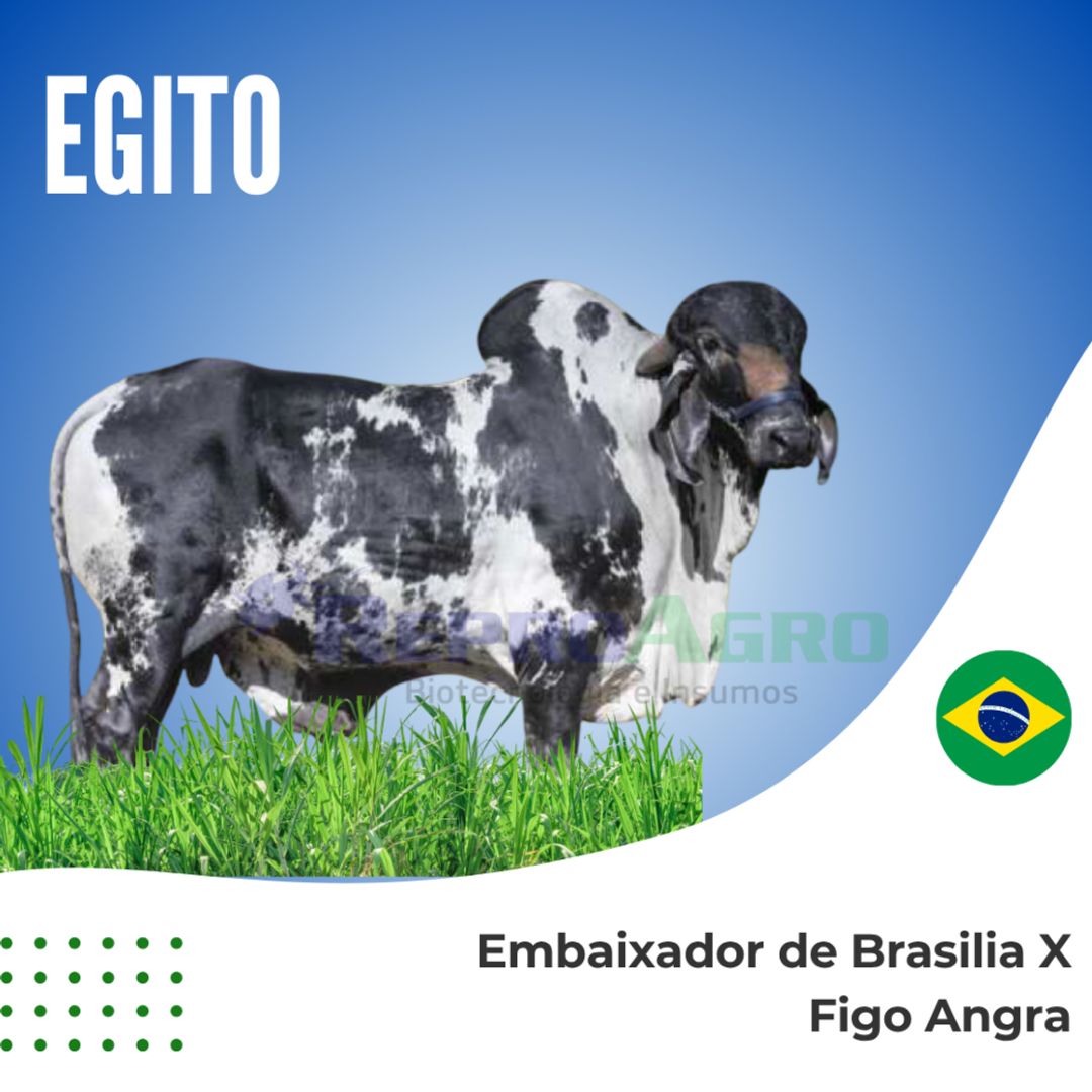 EGITO