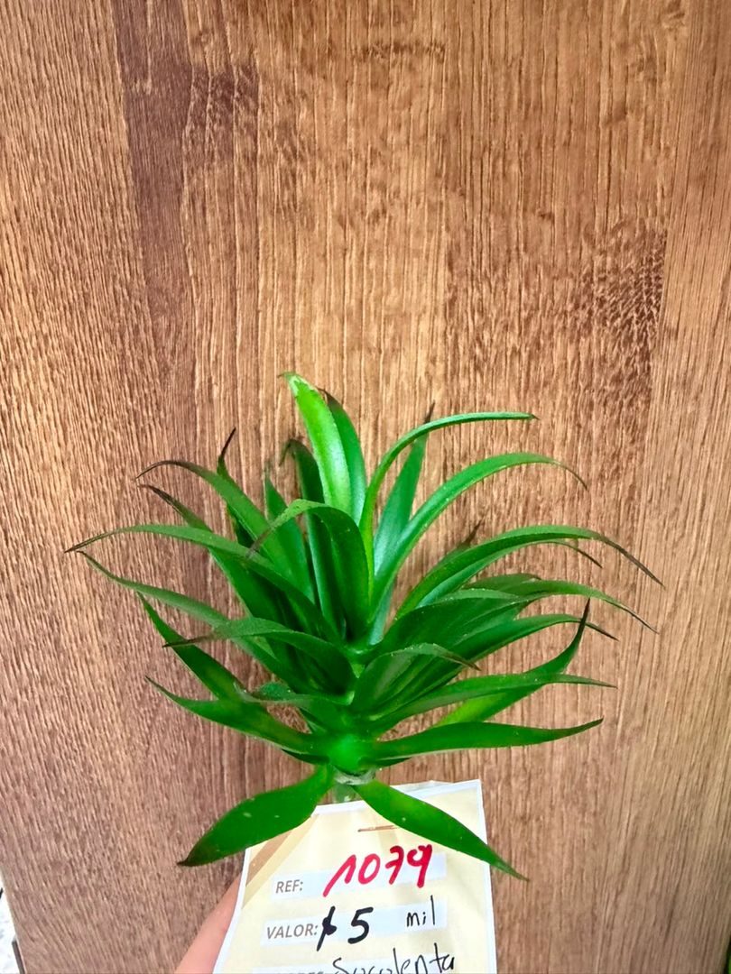 SUCULENTA MINI SAVILA