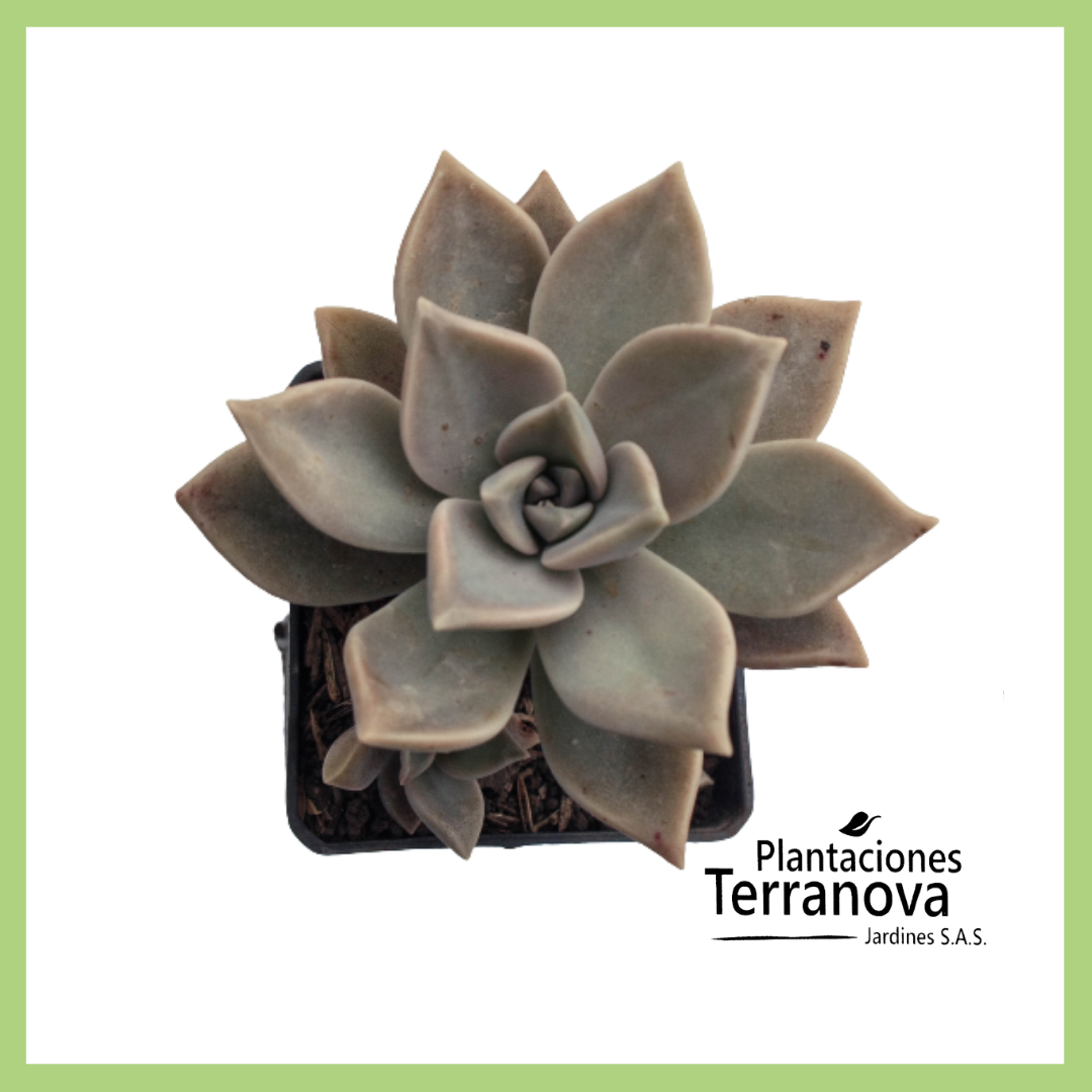 GRAPTOPETALUM PARAGUAYENSE