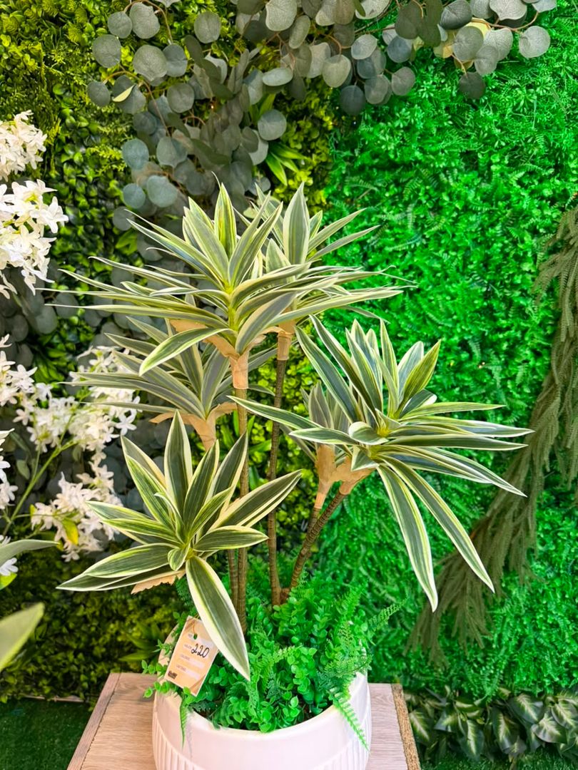 PLANTA CANCION DE LA INDIA BLANCA X 3 RAMAS