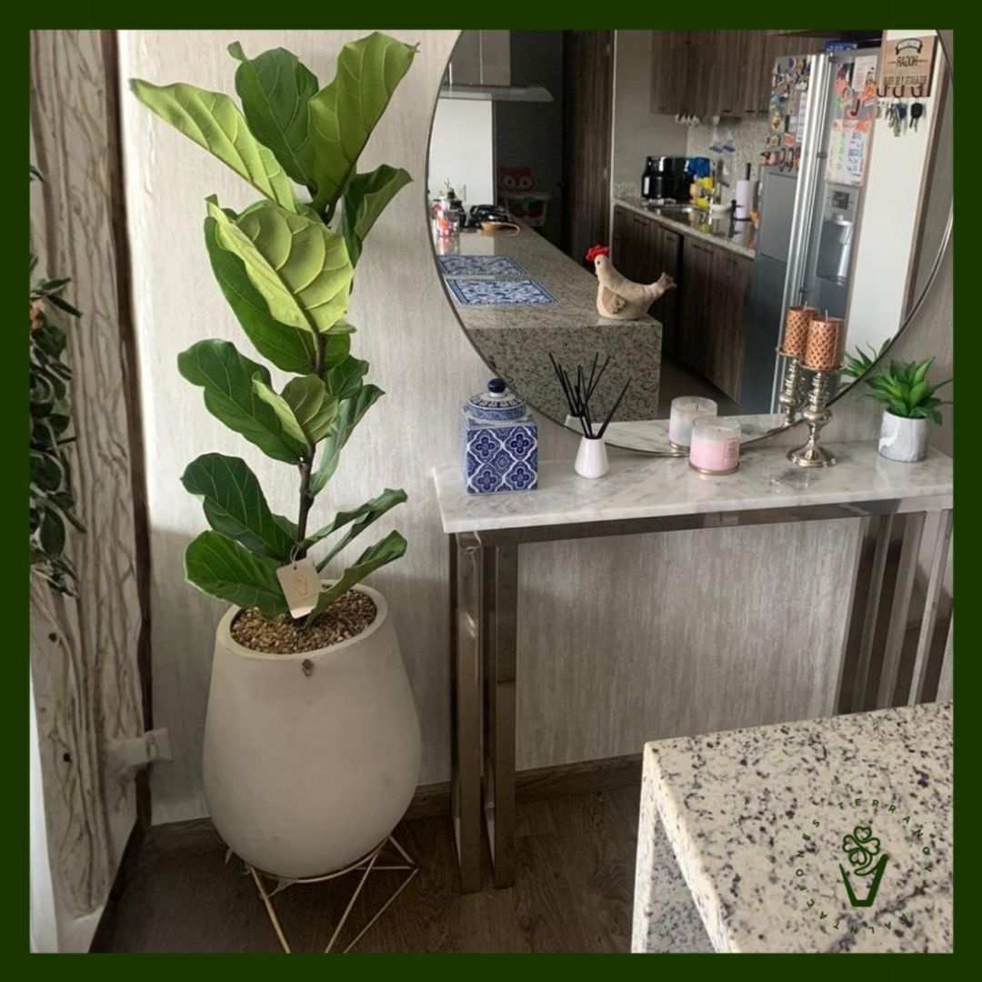 COMBO FICUS LYRATA (1 VARA)