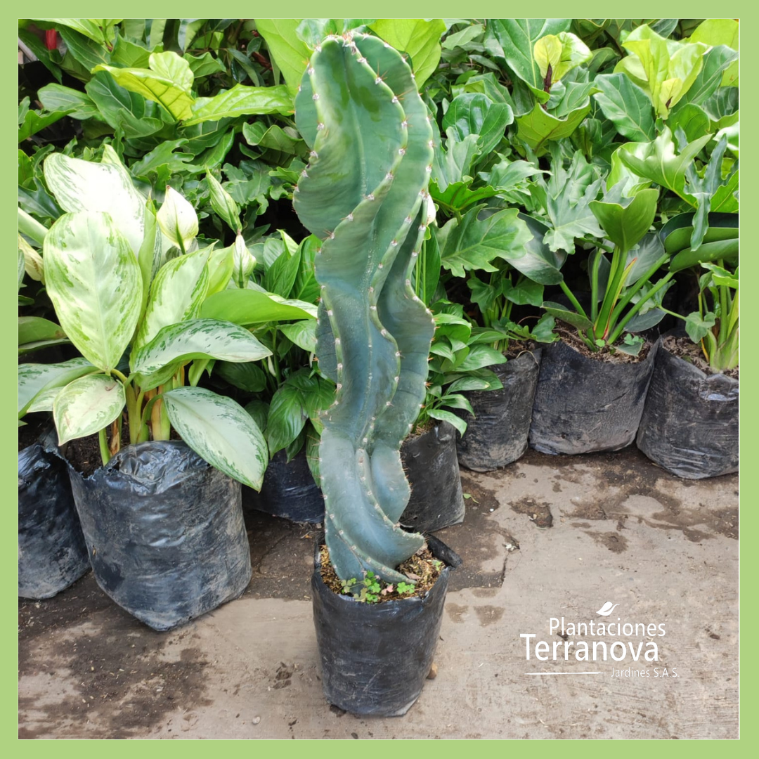 CACTUS TORNILLO