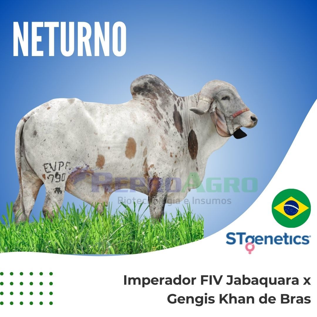 NETURNO