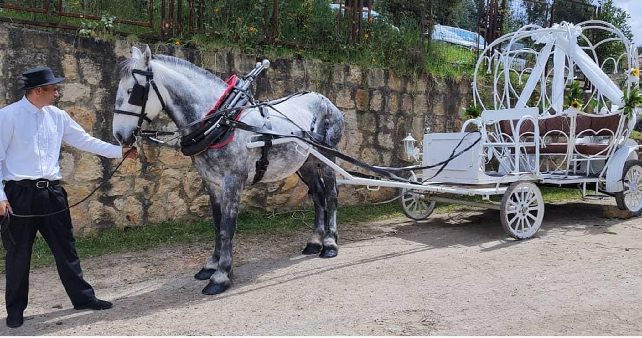 SESION FOTOGRAFICA CON CARRUAJE Y CABALLO EN NUESTRO  CRIADERO