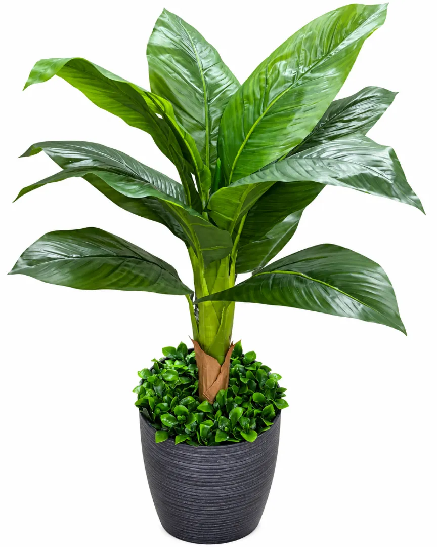 PLANTA HOJA GRANDE