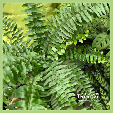 HELECHO BOSTON - imagen 3